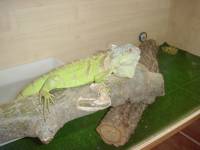 Iguanassss 002.jpg