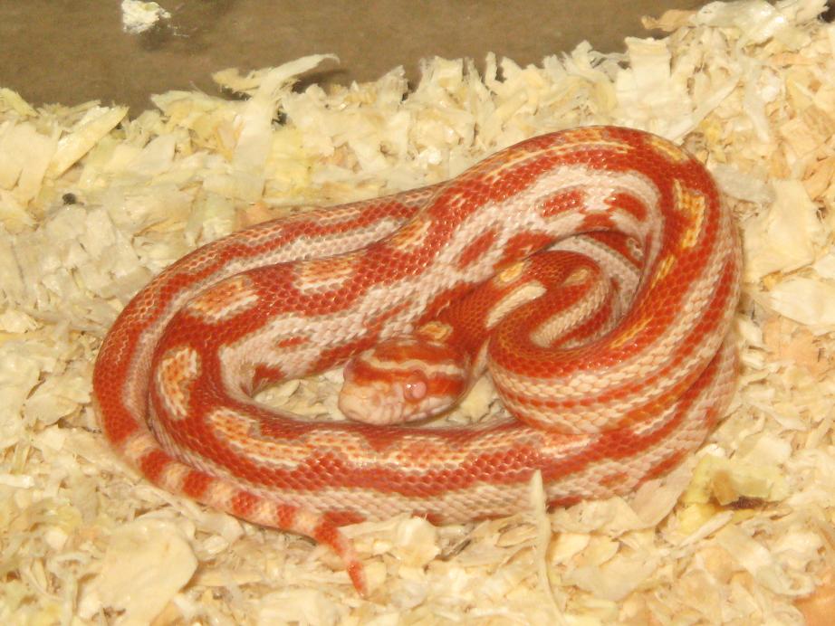 jungle albino x butter motley.JPG