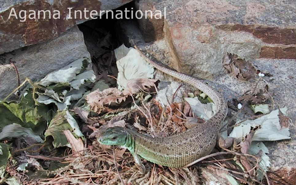 Lacerta strigata