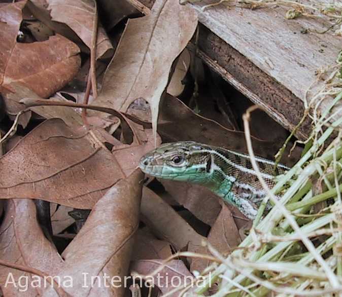 Lacerta strigata