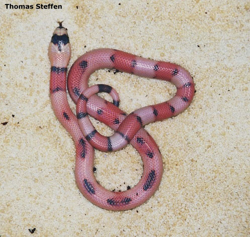 Lampropeltis%20tri%20hondurensis%20hypo%20aberrant.jpg