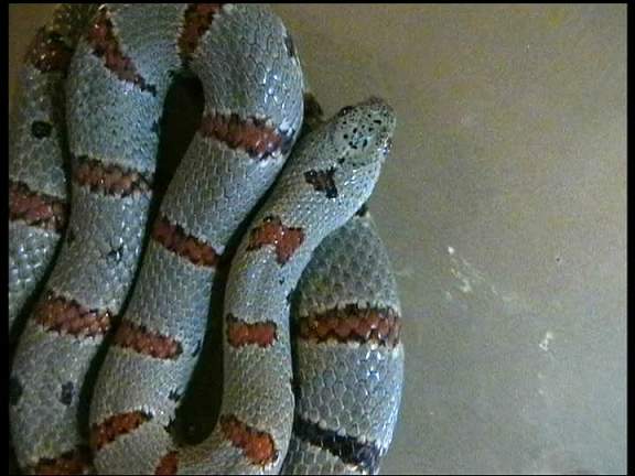 Lampropeltis alterna ,.JPG