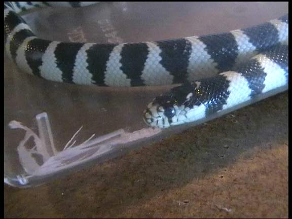 Lampropeltis getulus californiae baby.JPG