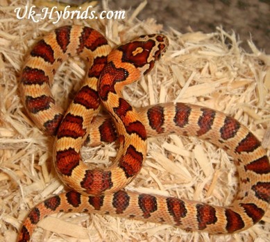 lampropeltis mexicana thayeri x guttatus