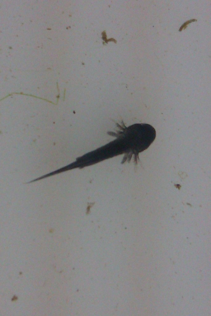 Laotriton laoensis - Larva