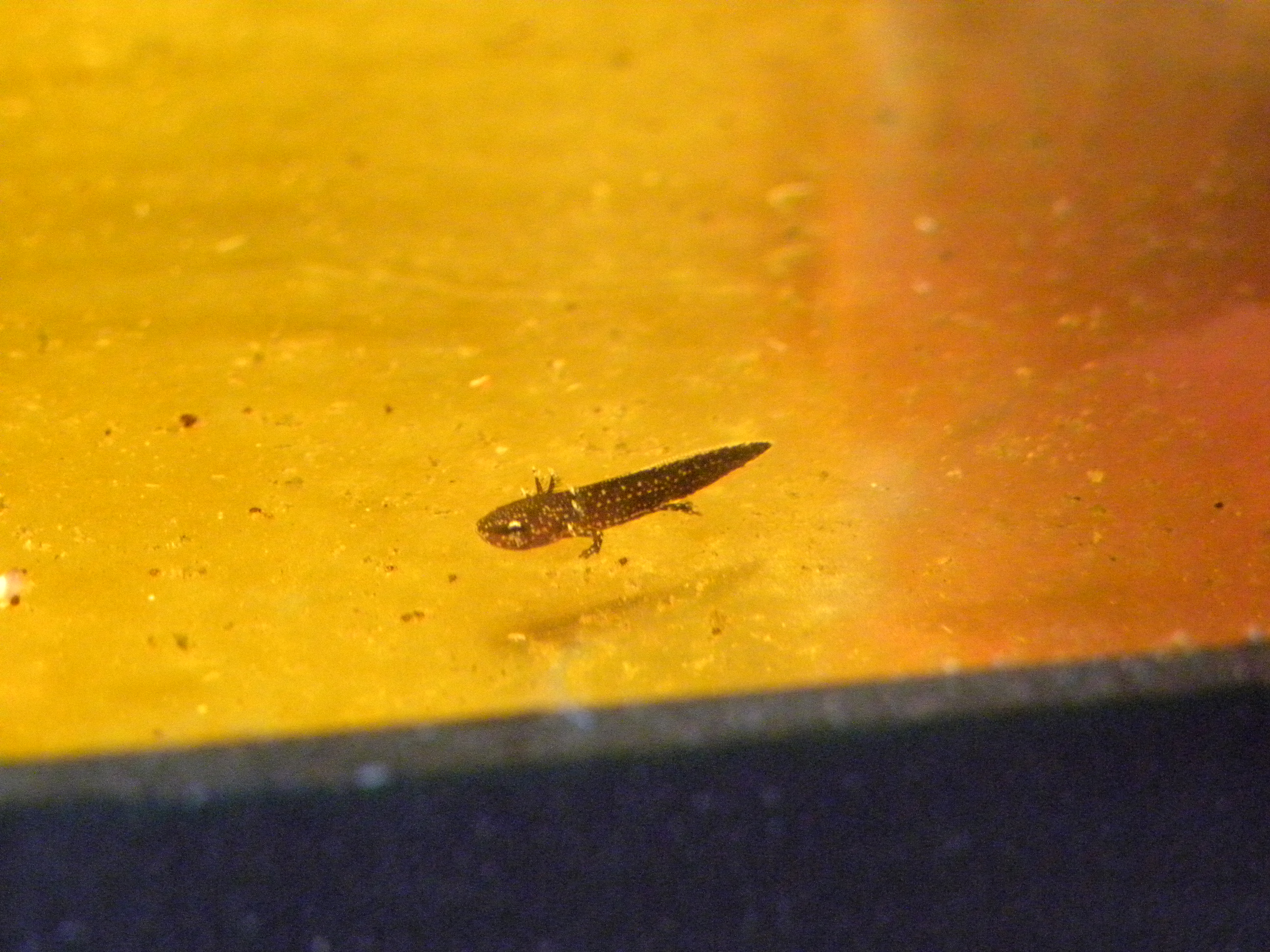 Larva Paramesotriton chinensis 27.04.2020
