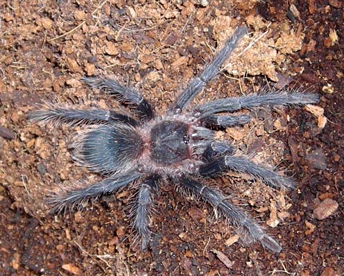 Lasiodora parahybana.jpg