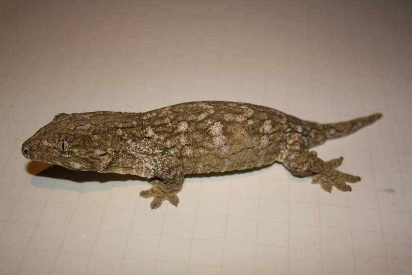 Leachianus henkeli Nuu ami female.jpg