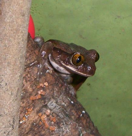 Leptopelis Sp. Macho2.JPG