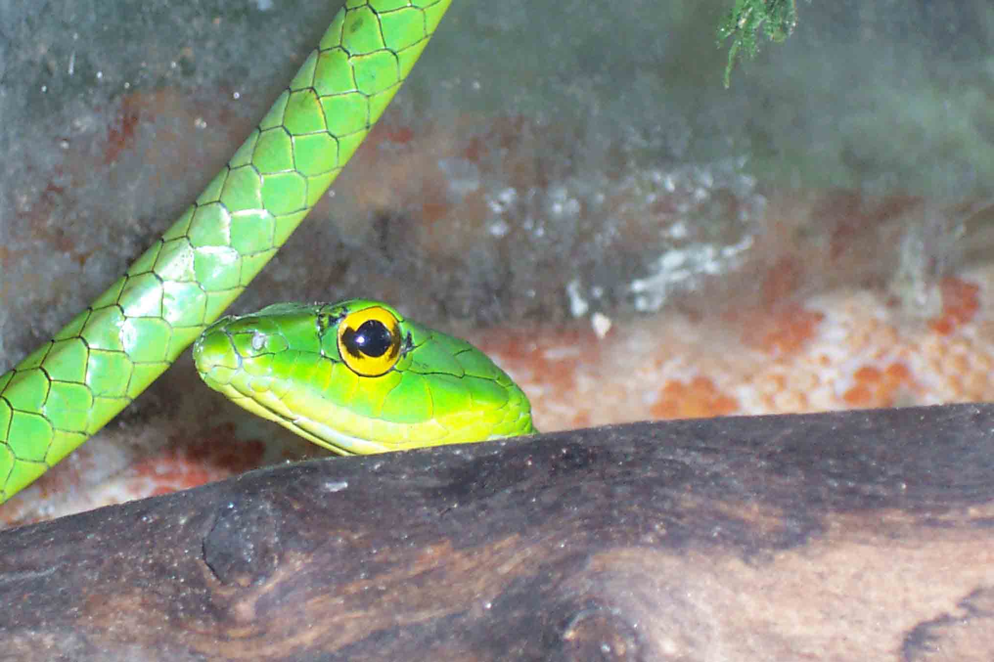 leptophis.jpg