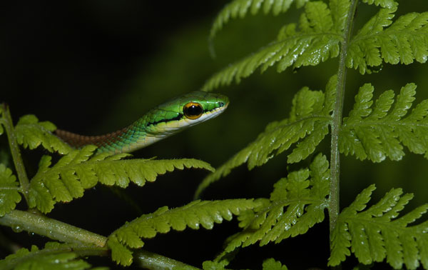 LEPTOPHIS2.jpg