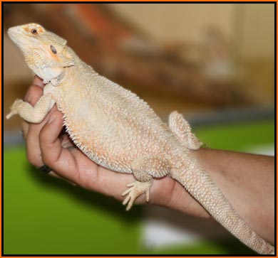 Leucistic Salmon.jpg