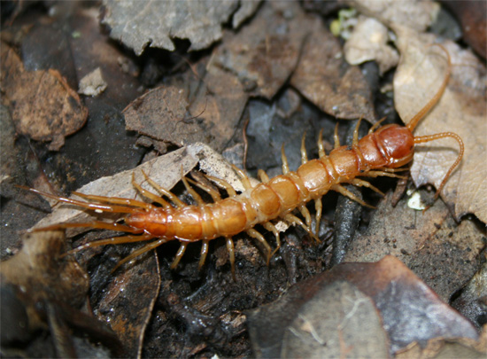 lithobius-forficatus3.jpg