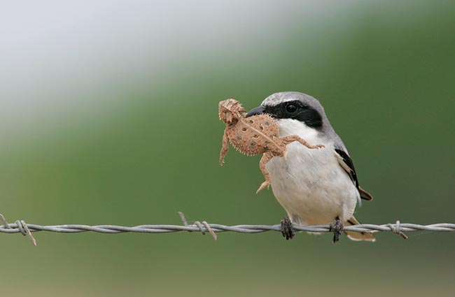 loggerhead%20shrike.jpg