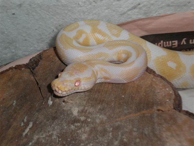 macho de regius albino.JPG