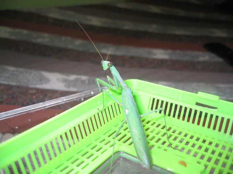 mantis.JPG