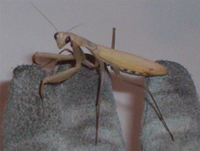 Mantis.jpg