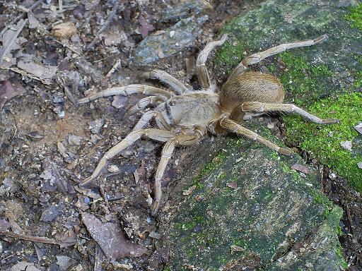 Metriopelma sp.JPG