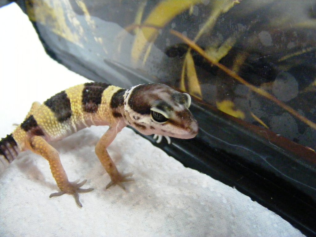 Mi gecko leopardo