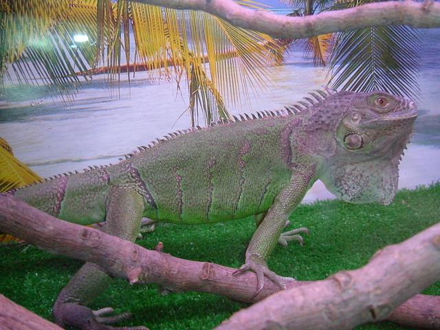 mi iguana 2.JPG