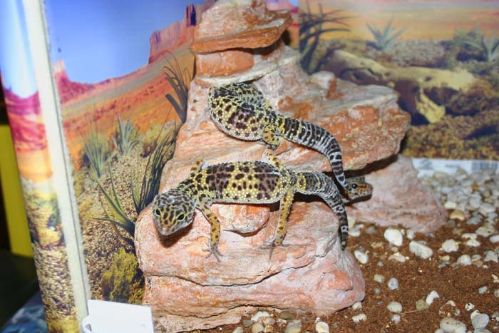 Mis Geckos2.jpg