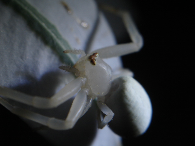 Misumena vatia Thomisidae..JPG