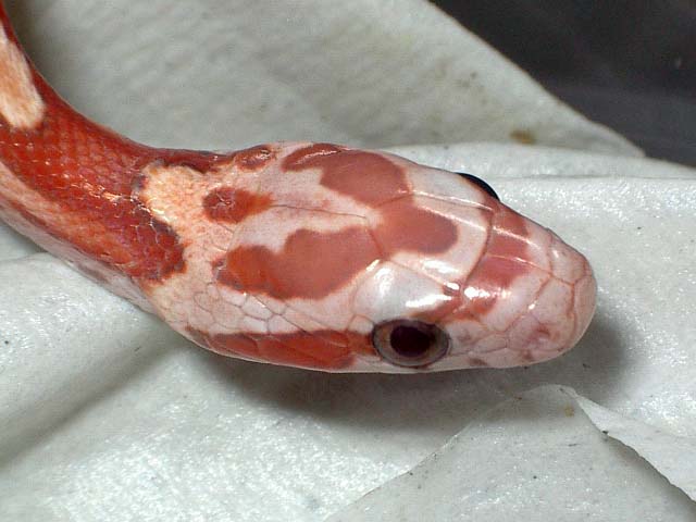 motley hypo cabeza.jpg