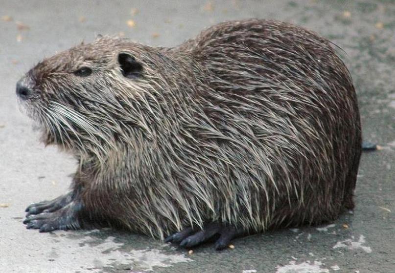 Nutria.JPG