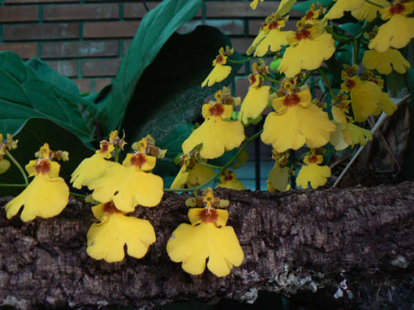 orquideas en flor.jpg