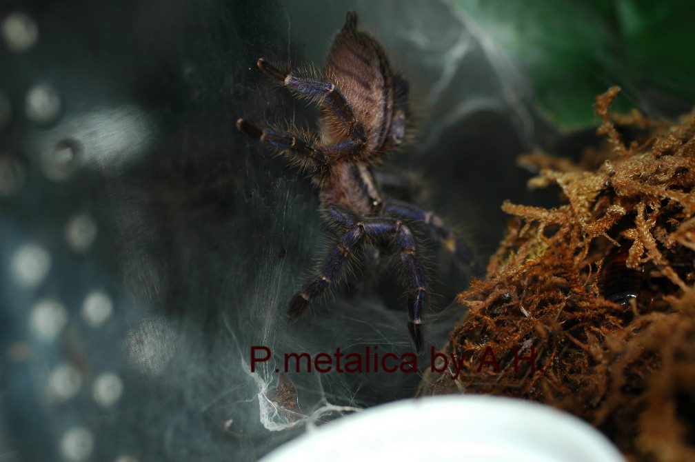 P.metalica.JPG