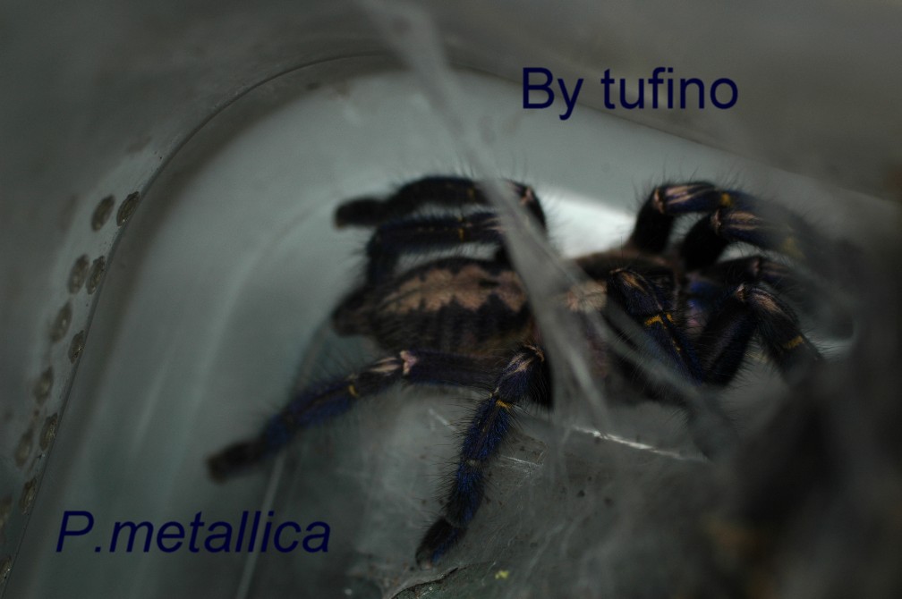 P.metallica.jpg