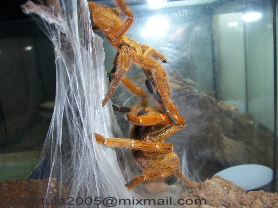 P.murinus .9.JPG