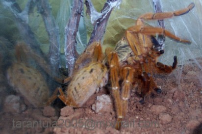 P.murinus .fauna 6.JPG