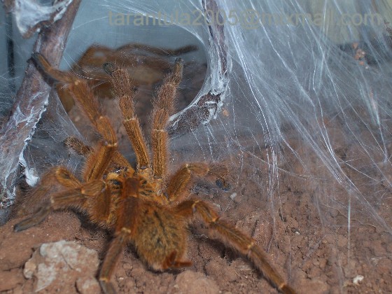 P.murinus galleri 1.JPG