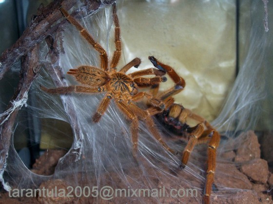 P.murinus galleri 2.JPG