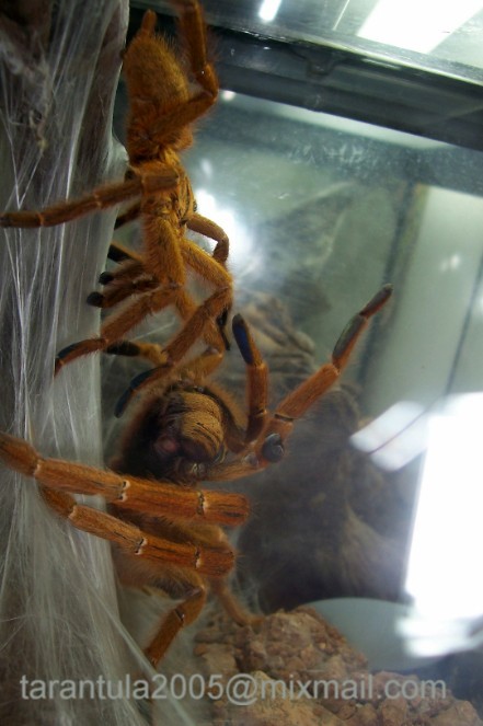 P.murinus galleri 3.JPG