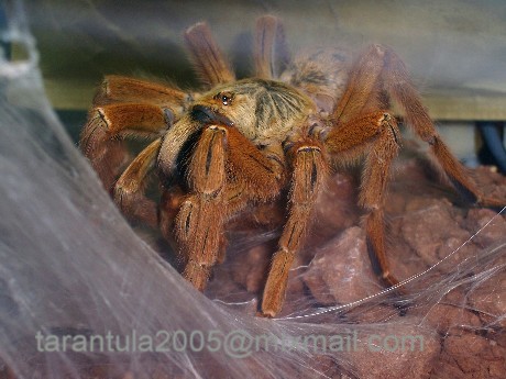 P.murinus galleri 4.JPG