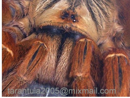 P.murinus galleri 5.JPG