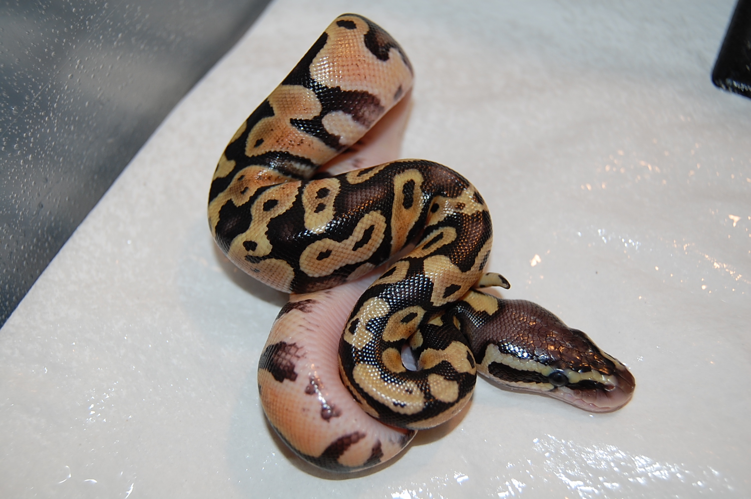 pastel 1 _ 14-6-2011 (pastel het ghost X normal ) (2).JPG