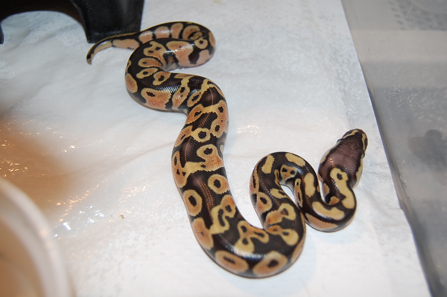 pastel 1 _ 14-6-2011 (pastel het ghost X normal ) (3).JPG