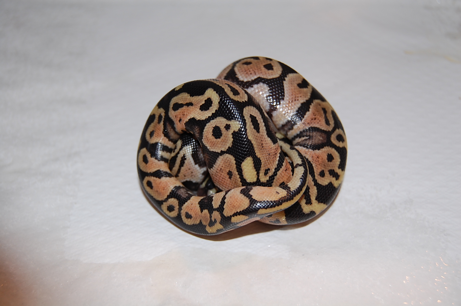 pastel 1 _ 14-6-2011 (pastel het ghost X normal ).JPG