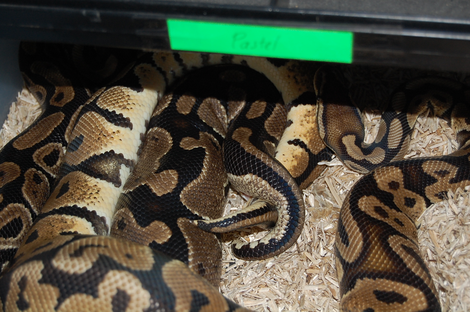 pastel het ghost x nom 9 . 29-12-09.JPG