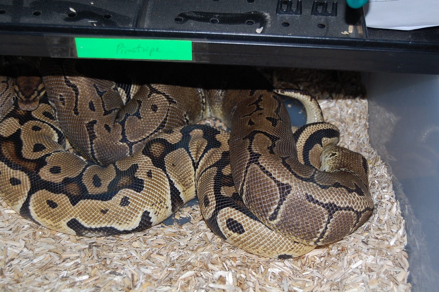 pastel het ghost x pinstripe 22-12-09.....JPG