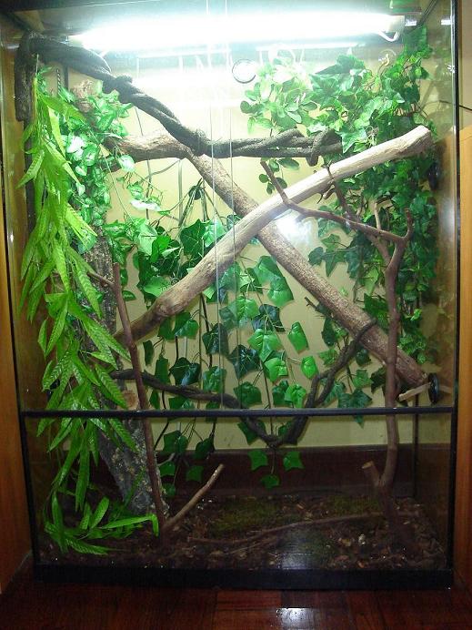 phelsuma 001.jpg