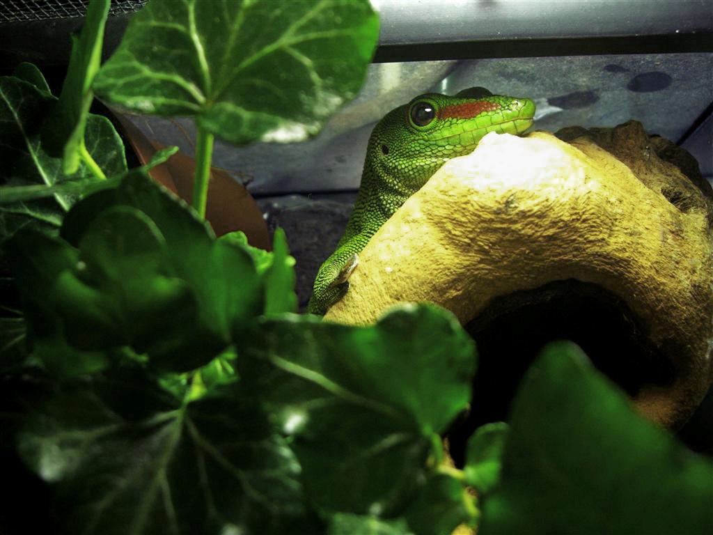 phelsuma.jpg