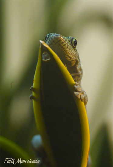 Phelsuma standingii 01.jpg