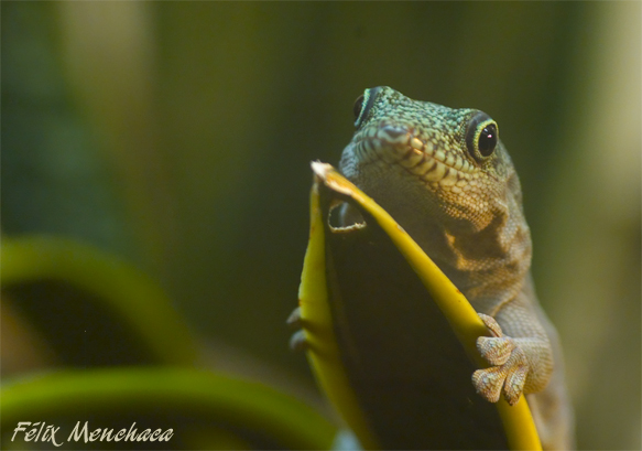 Phelsuma standingii 02.jpg