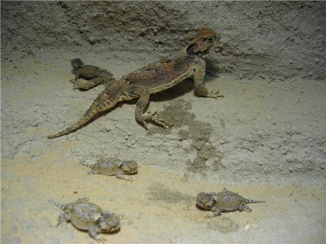 phrynosoma recien nacidos.2jpg.jpg