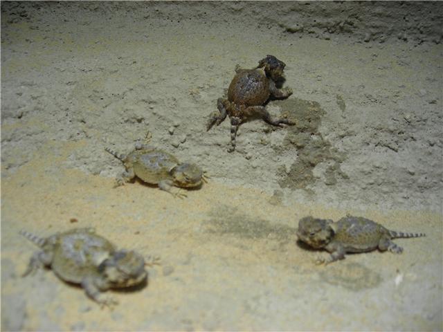 phrynosoma recien nacidos.jpg