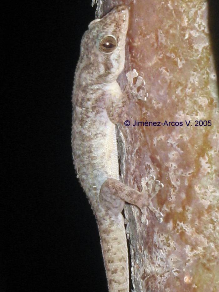 Phyllodactilus nocticolus.jpg